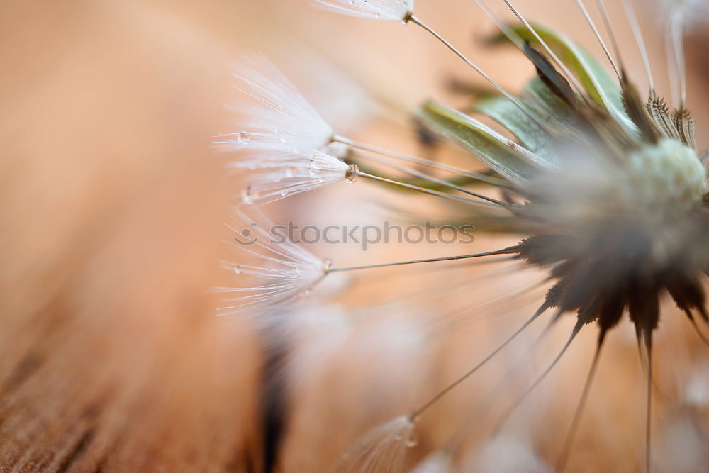 Similar – Dry blossom in Sardinia