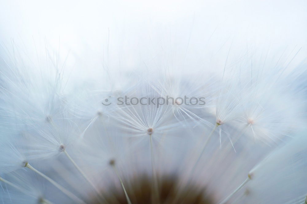 Similar – Image, Stock Photo daisies of the galaxy