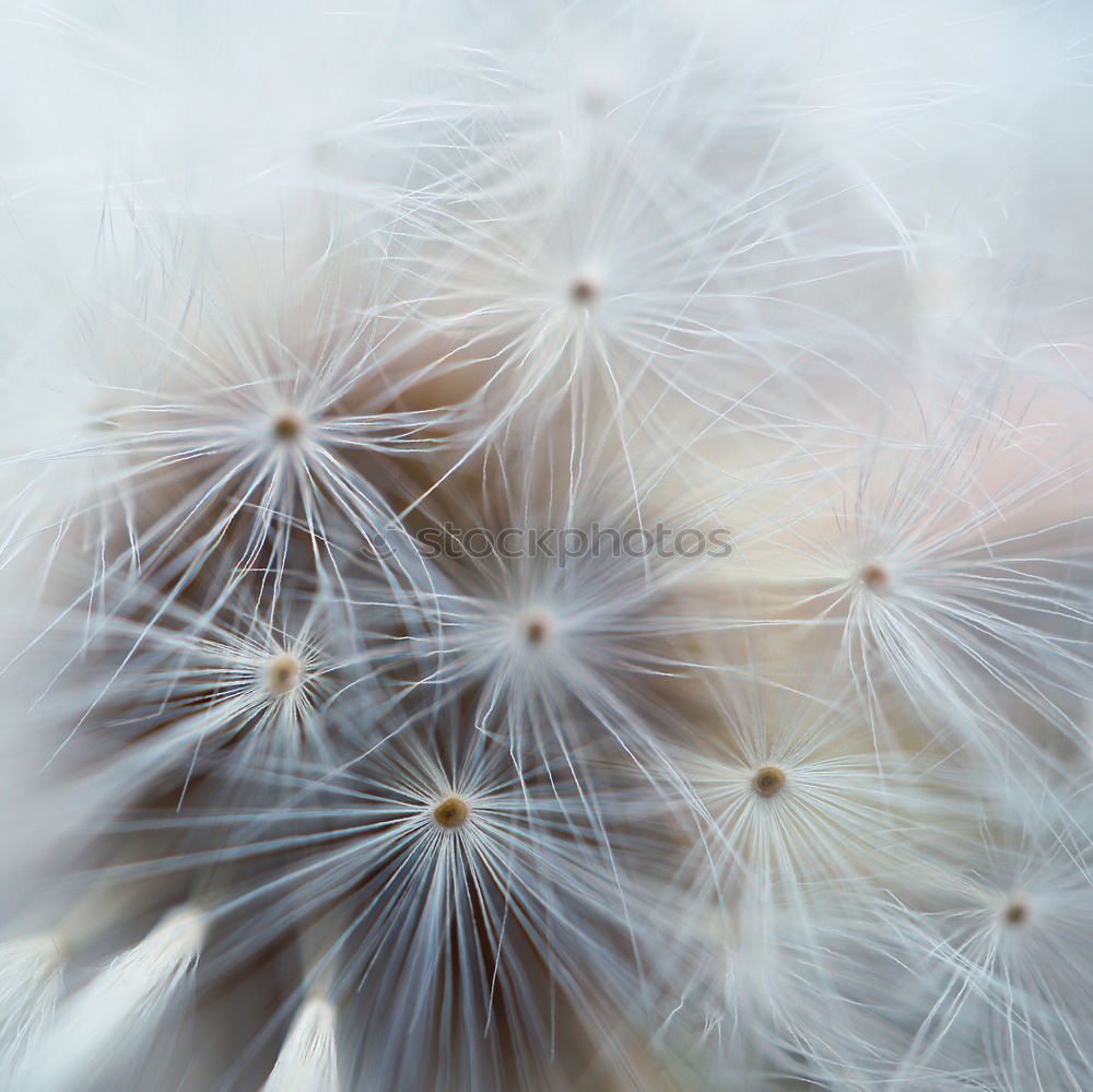 Similar – Image, Stock Photo dandelion flower seed