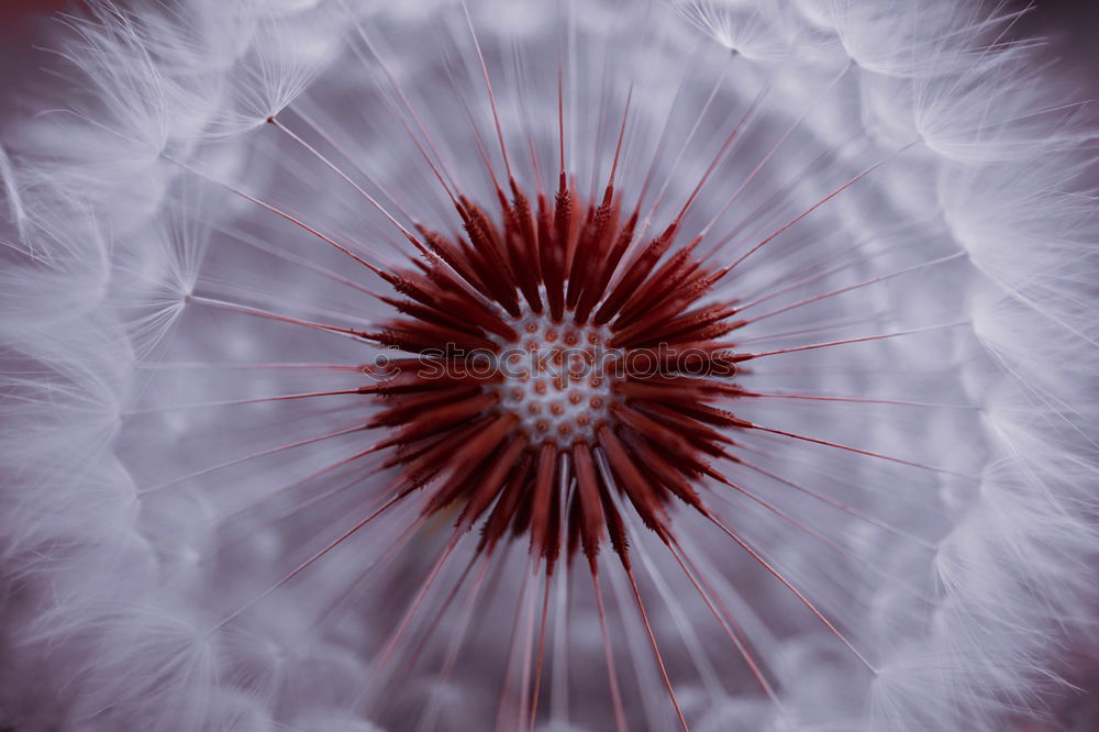 Similar – Image, Stock Photo silent Nature Plant Flower