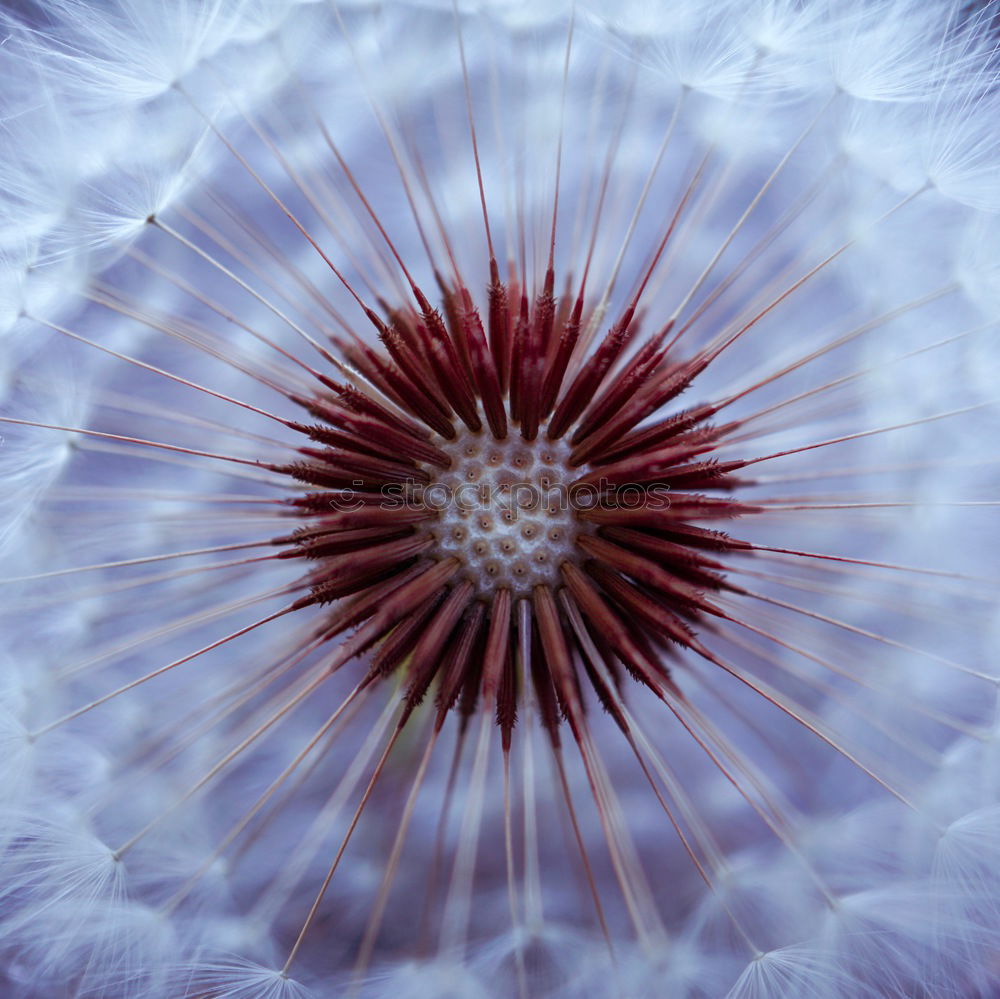 Similar – Image, Stock Photo dandelion flower plant