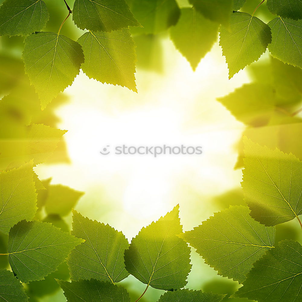 Similar – Image, Stock Photo The sheet 6 Plant Green