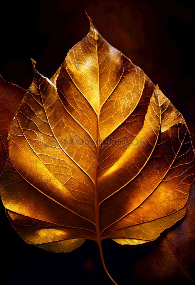 Similar – autumnrain I Autumn Leaf