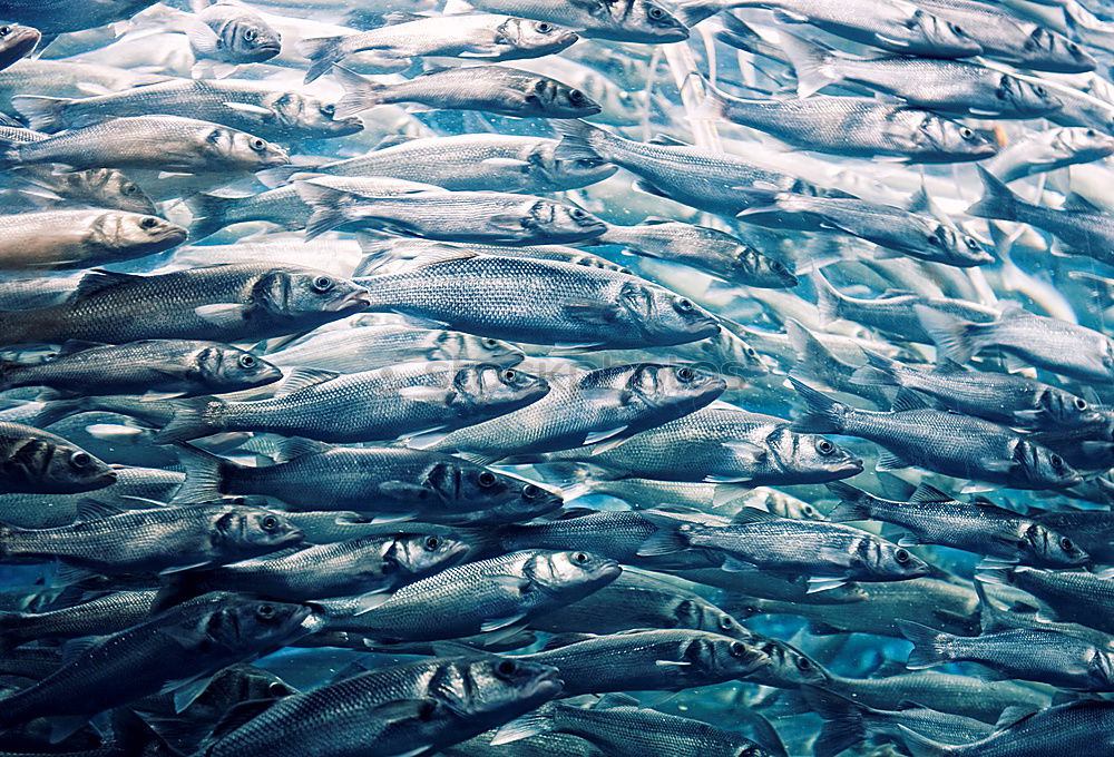 Similar – Image, Stock Photo curious onlookers Ocean