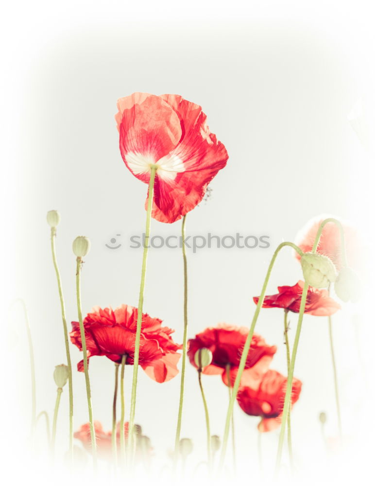 Similar – poppy day Colour photo