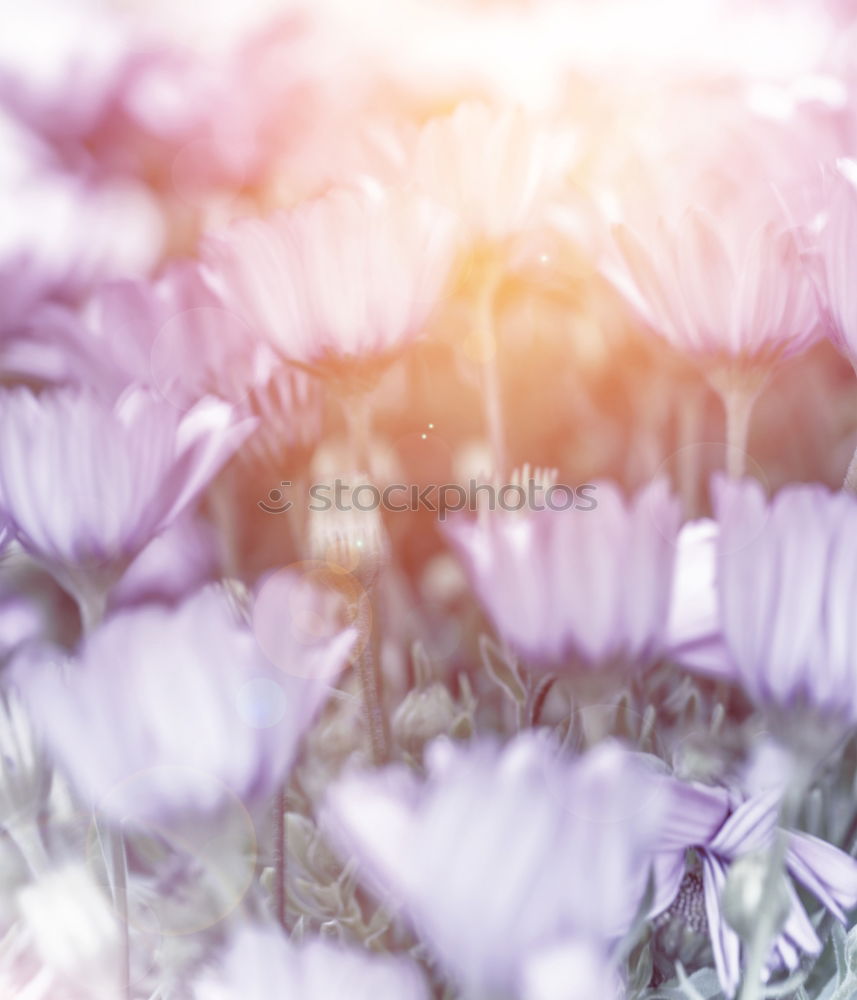 Similar – Image, Stock Photo ::16-27:: Nature Plant