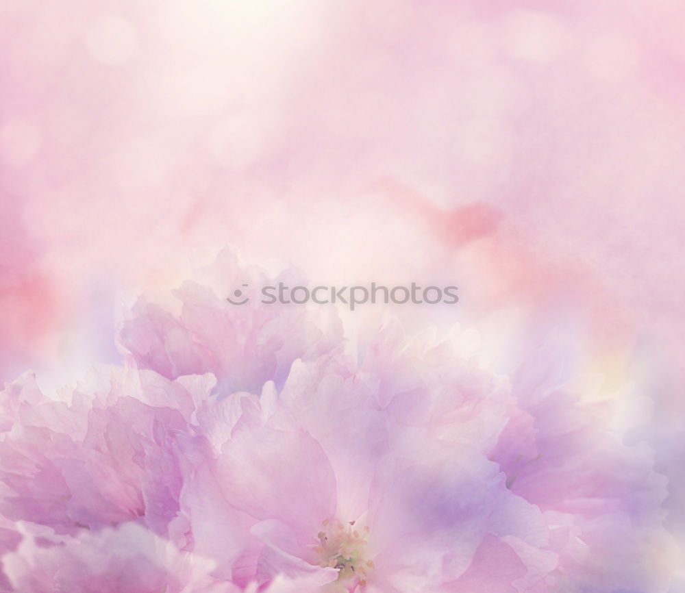 Similar – Image, Stock Photo Delicate Spring Summer