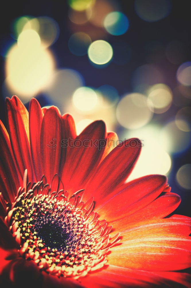 Similar – Image, Stock Photo Red Gerbera Flower