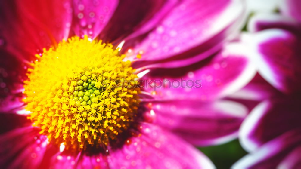 Similar – sunlike Gerbera Blossom