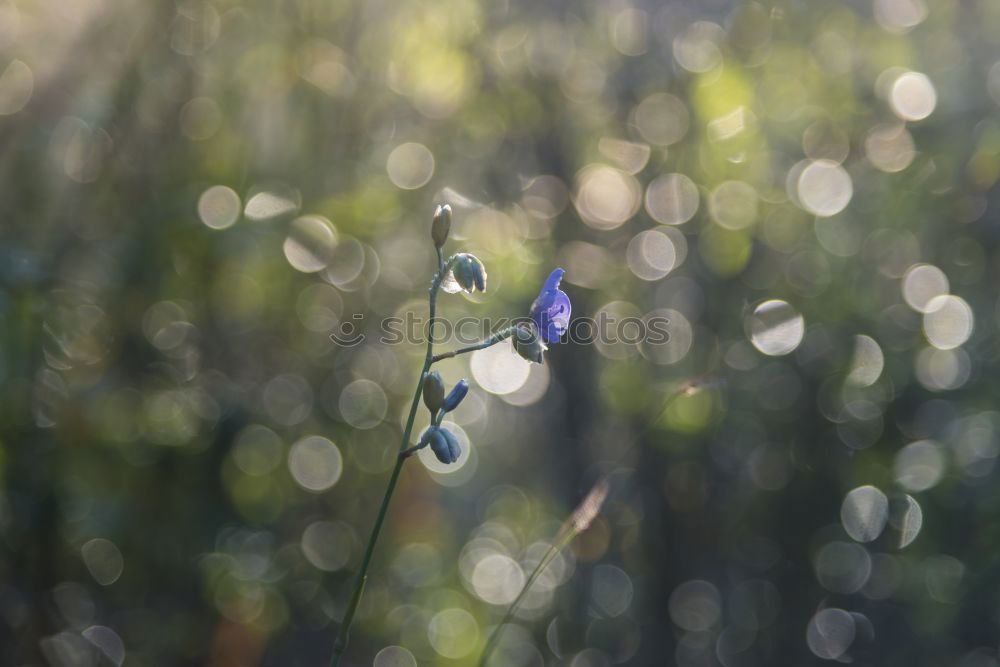 Forget-me-not in lower left corner