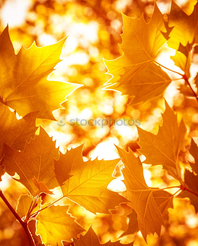 Similar – Helgiland II Golden Autumn…