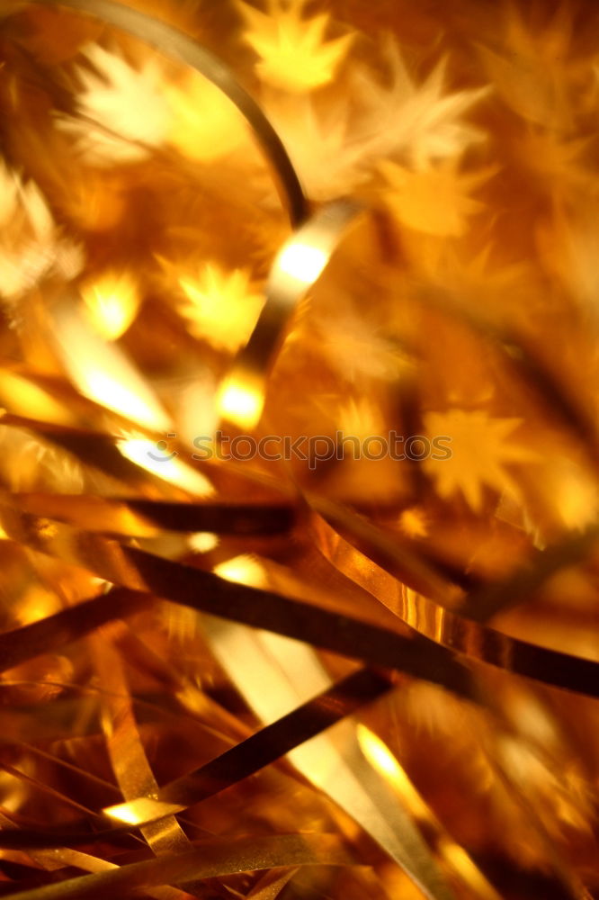 Similar – Image, Stock Photo autumn light III Plant