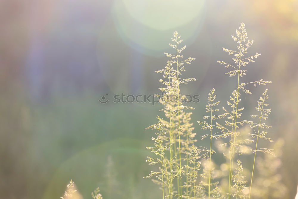 Similar – Image, Stock Photo Grasland Grass