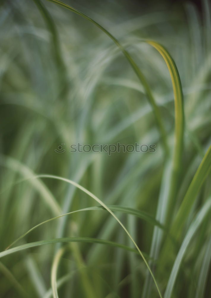 Similar – Bamboo Garden Environment