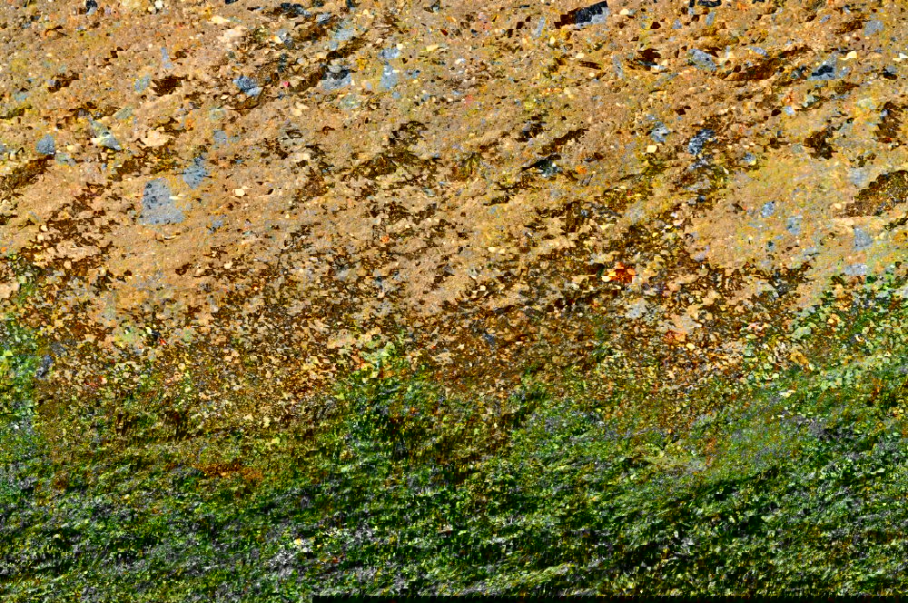 Similar – Image, Stock Photo parlare italiano Meadow