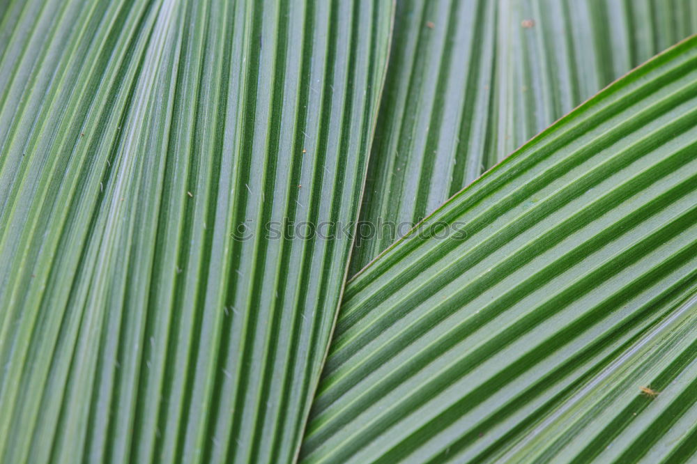 Similar – Image, Stock Photo leaf Green Leaf Plant