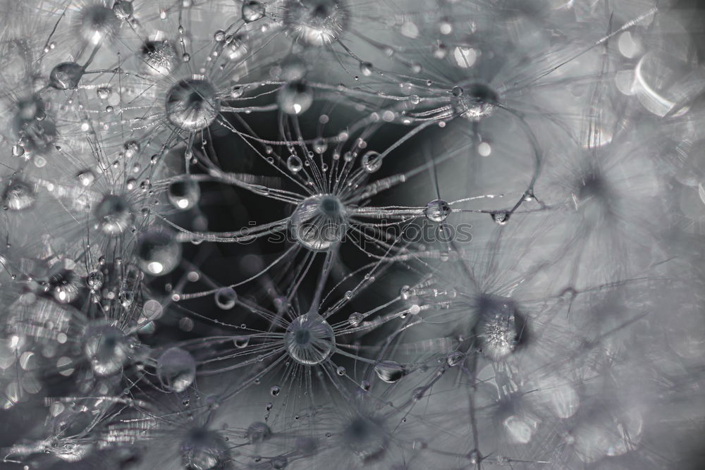 Similar – Image, Stock Photo The Dome Art Plant Water