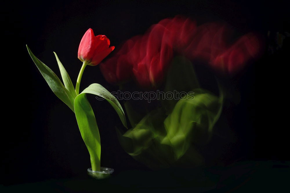 Image, Stock Photo Tulip under fire Nature