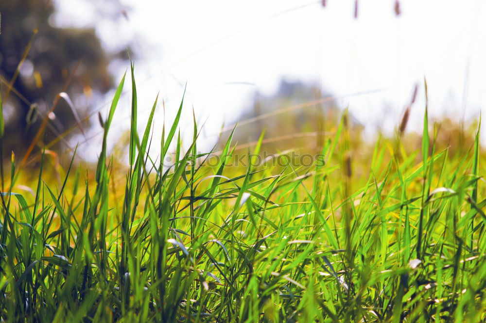 Similar – Beautiful green grass in the morning with dew water