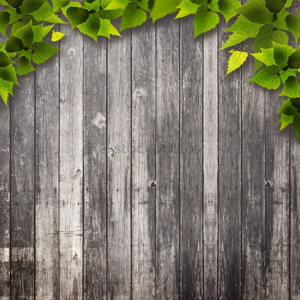 Similar – green plant leaves on the wall