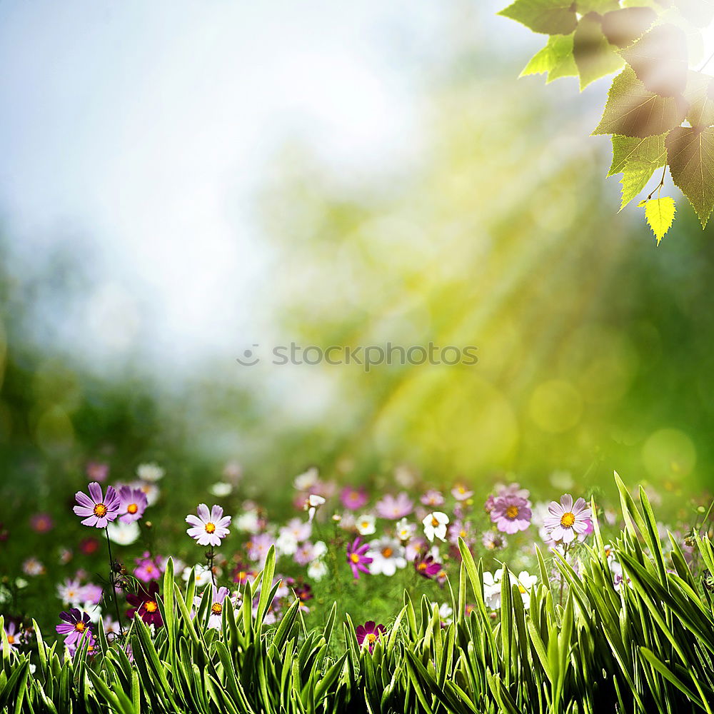 Similar – Image, Stock Photo Easter walk II Relaxation