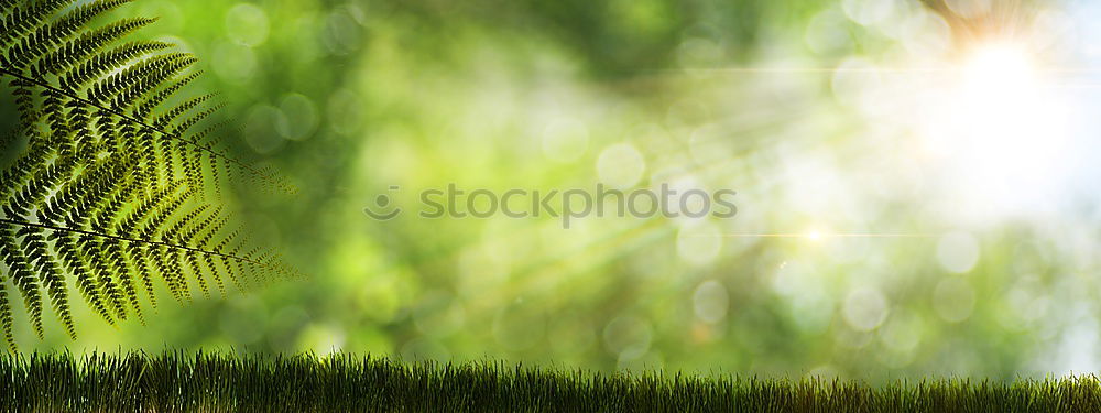 Image, Stock Photo leafy Summer Sunbeam