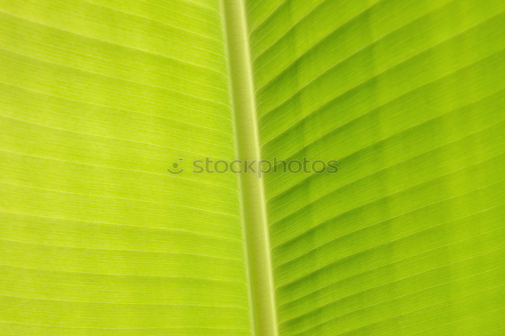 Similar – leaves Leaf Green Flower