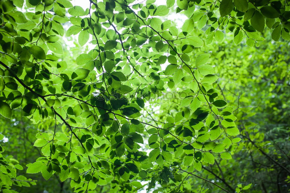 Similar – Green tinsel Nature Plant