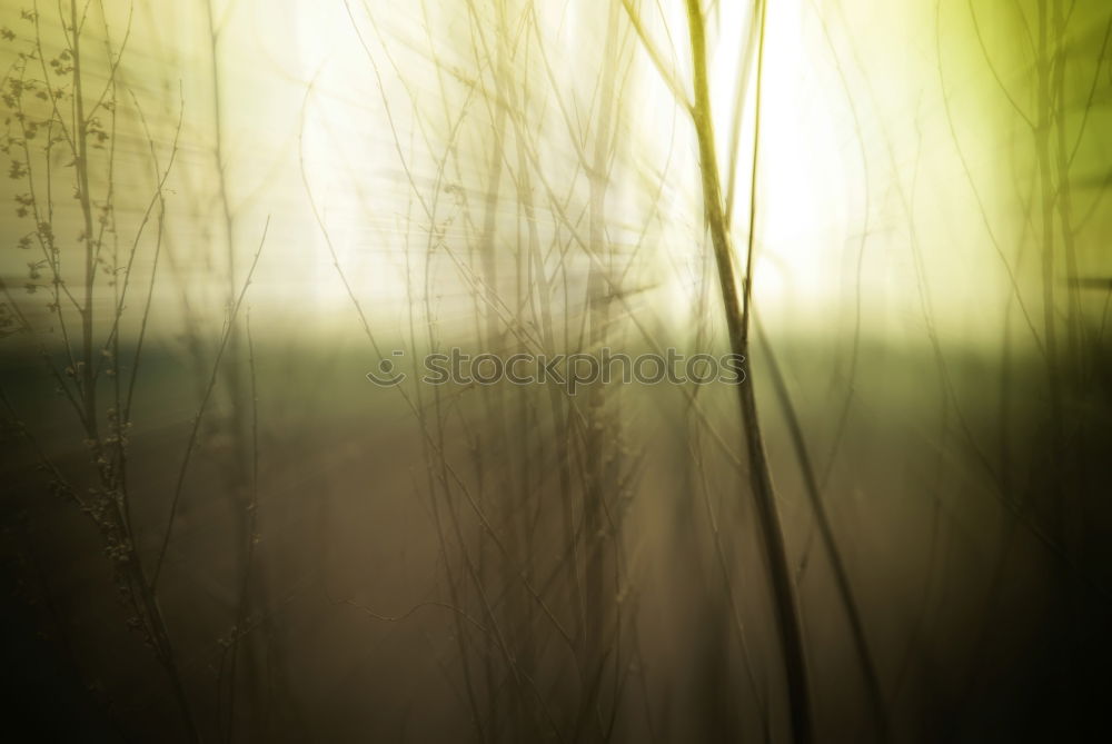 Similar – Image, Stock Photo morning glory Nature Sun