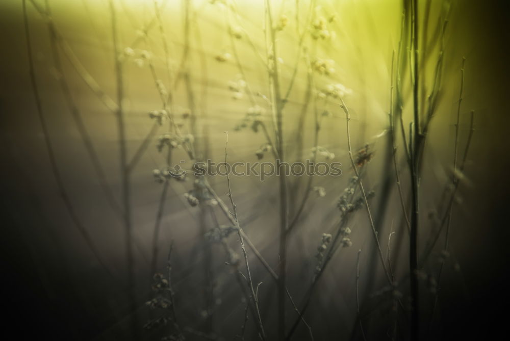 Similar – Flying Dandelion Spermien