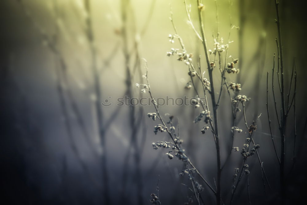 Similar – Image, Stock Photo Grass in a mysterious play of light