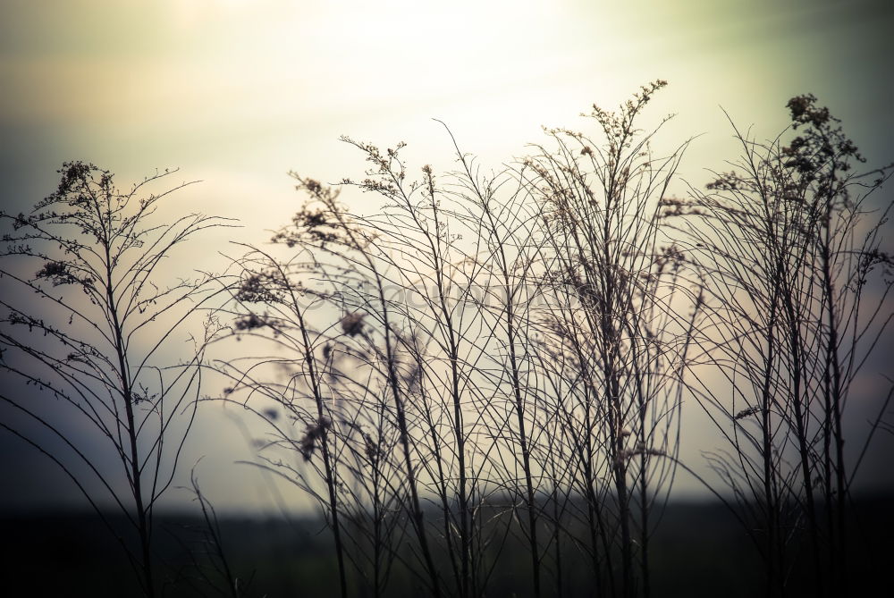 Similar – Image, Stock Photo Grass in a mysterious play of light