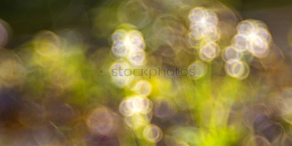 Similar – Image, Stock Photo Flowers at dusk Beautiful