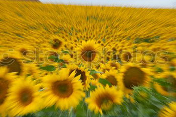 Similar – Image, Stock Photo Sun hat all yellow