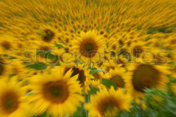 Similar – Image, Stock Photo Sun hat all yellow