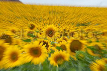 Similar – Image, Stock Photo Sun hat all yellow