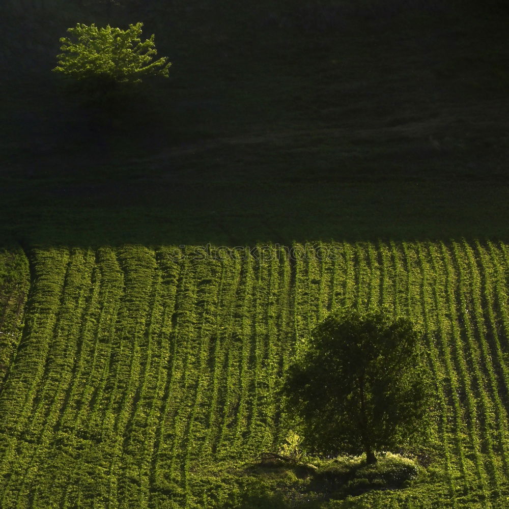 Similar – Baum von oben Natur