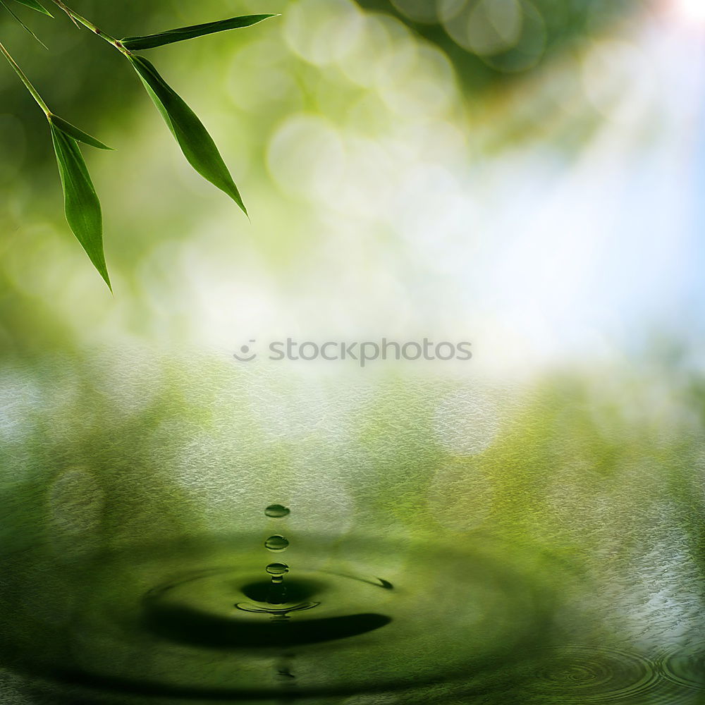 Similar – Image, Stock Photo frozen flora Plant Winter