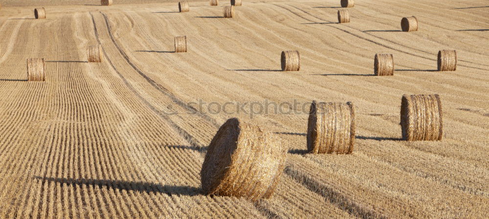 Similar – Image, Stock Photo In the field… Nature