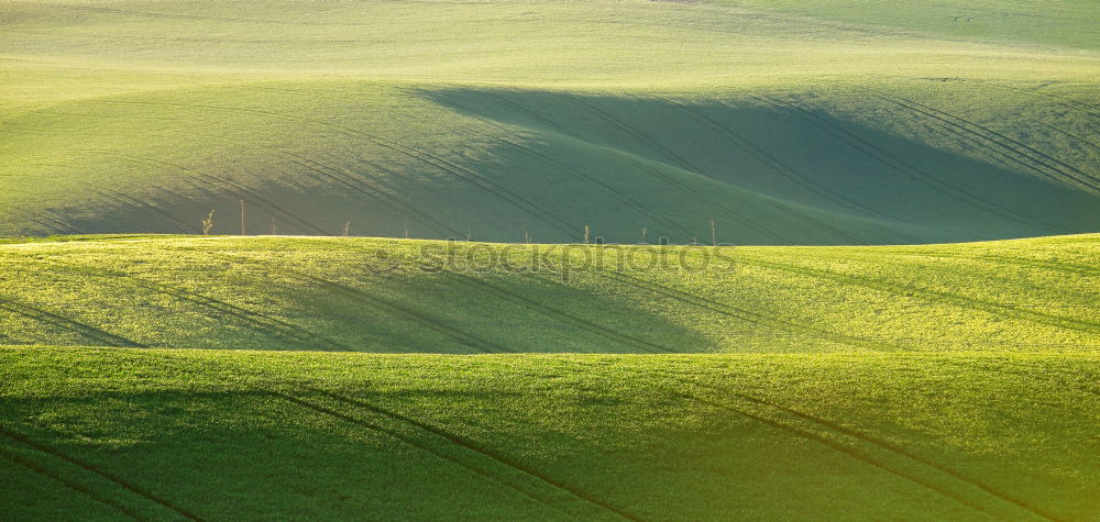 Similar – Tuscan olive trees and fields in the near farms, Italy