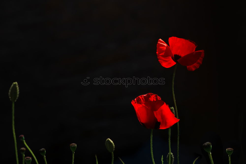 Similar – Image, Stock Photo Turkish, poppy, papaver, oriental,