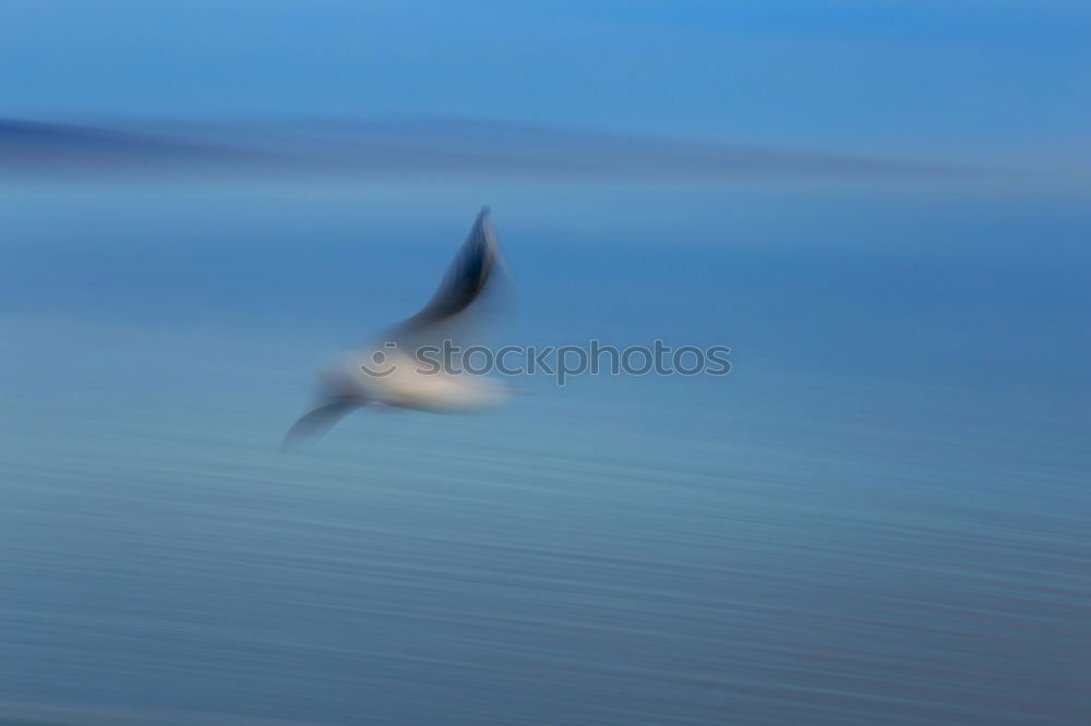 Similar – Image, Stock Photo ” Attention ” Landing. Two pelicans flying over the water. Below you can see other pelicans with their heads. My favorite birds on approach.