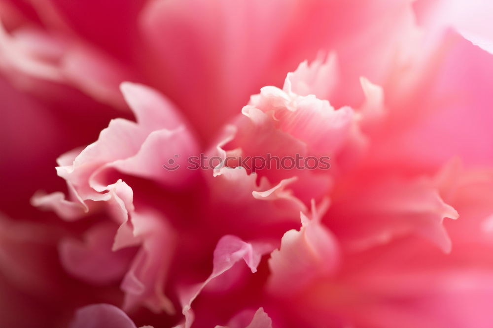 Pink Tentacle Plant Flower