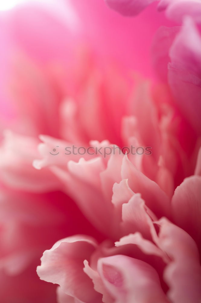 Similar – Pink Tentacle Plant Flower