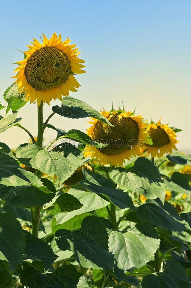 Similar – Image, Stock Photo sunflowers Sunflower Plant