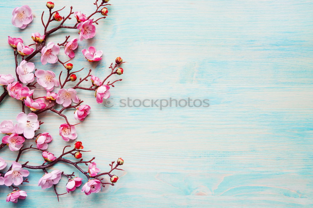 Similar – Flower bundles on turquoise blue Shabby Chic background