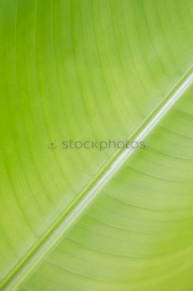 Similar – banana palm Green Spiral