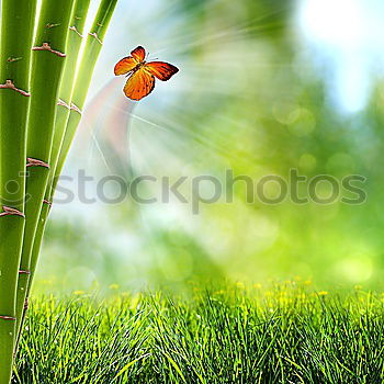 Similar – butterfly Butterfly Grass