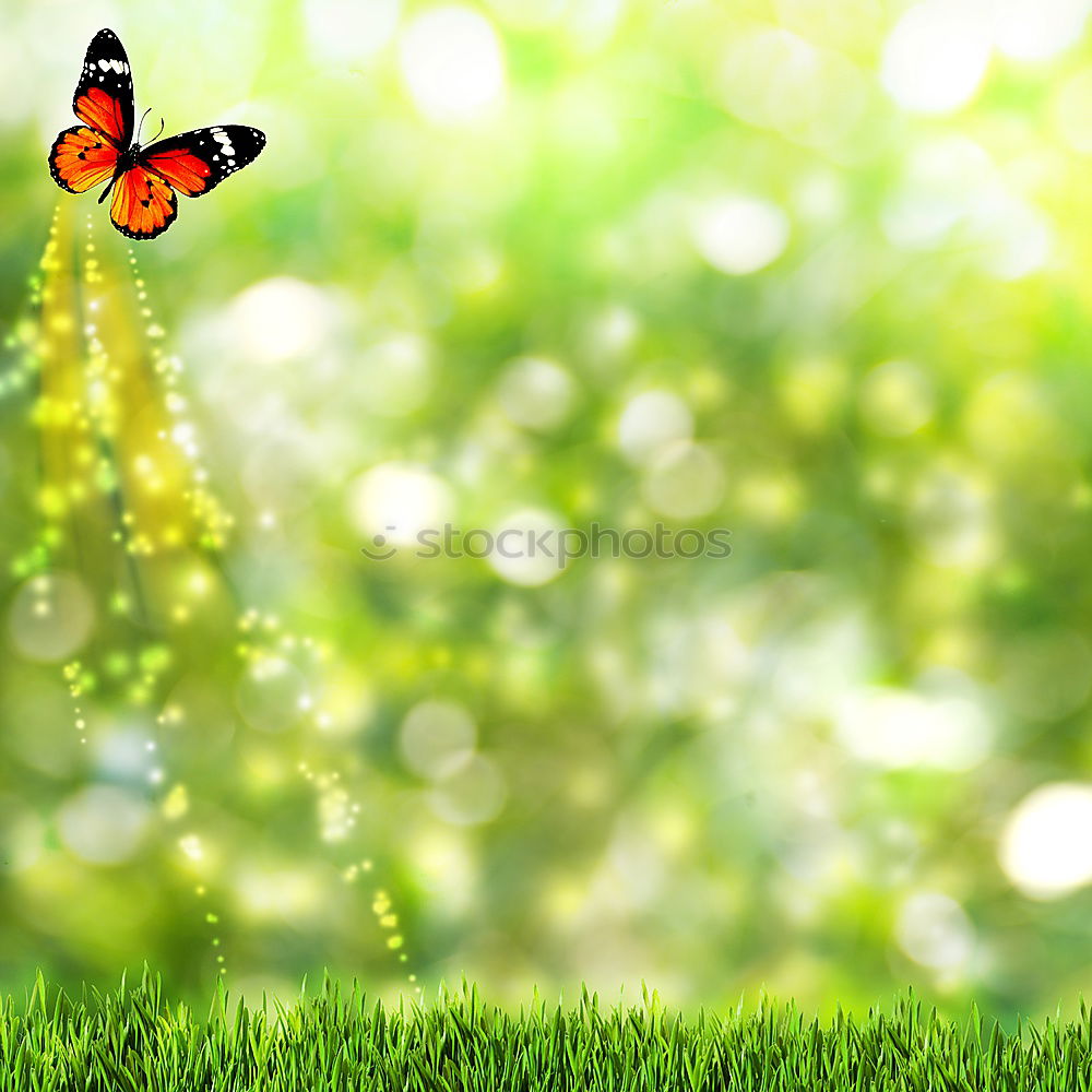 butterfly Butterfly Grass