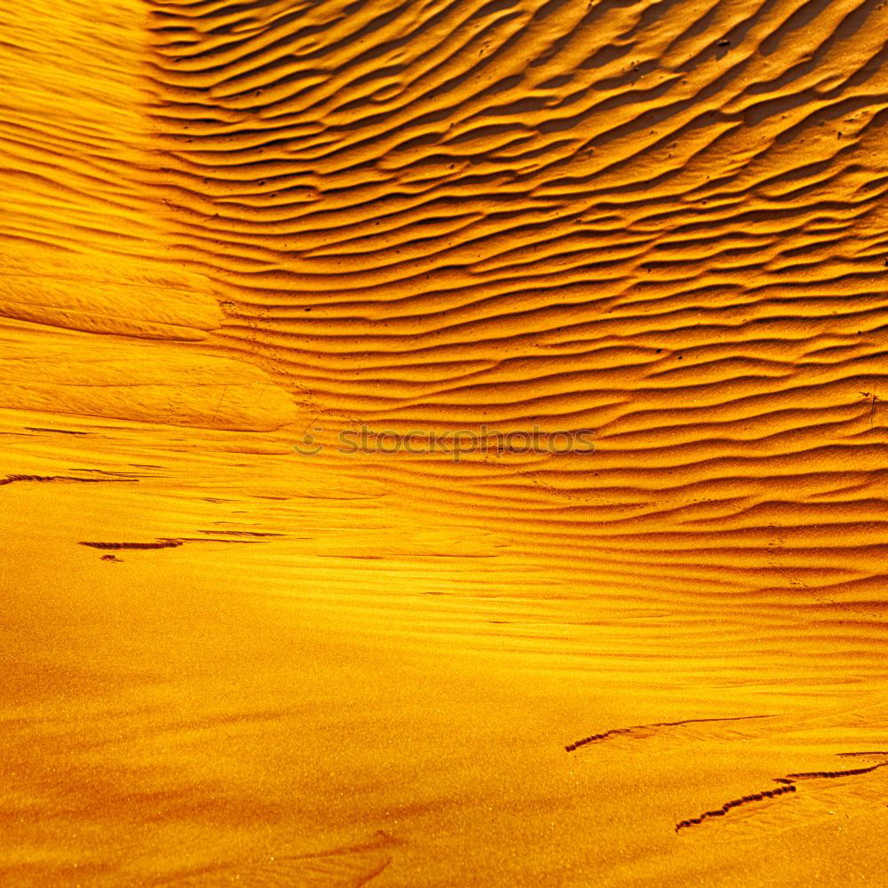 Similar – dune in the sahara morocco desert